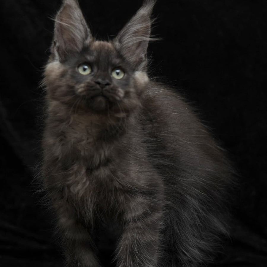 Nataha Maine Coon polydactyl 6x6x6x6 female, black silver