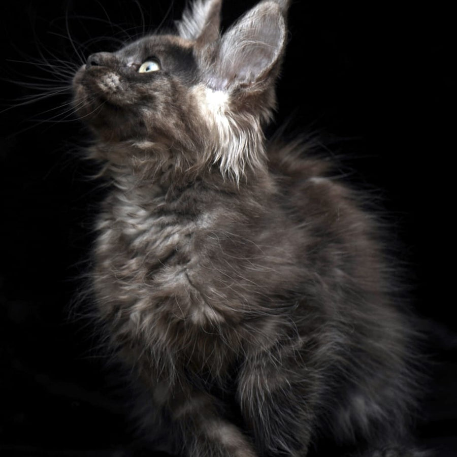 Nataha Maine Coon polydactyl 6x6x6x6 female, black silver
