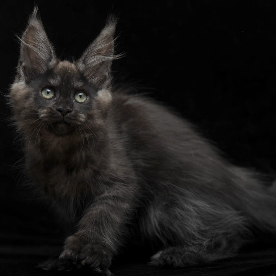 Nataha Maine Coon polydactyl 6x6x6x6 female, black silver