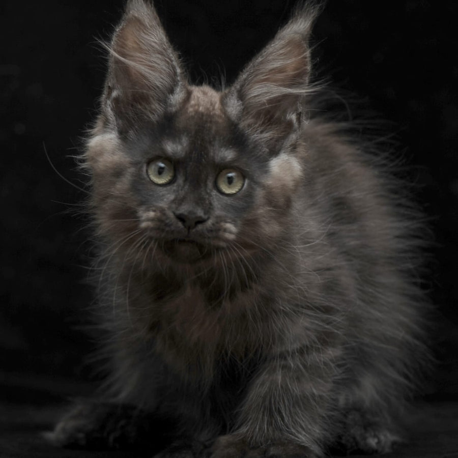 Nataha Maine Coon polydactyl 6x6x6x6 female, black silver