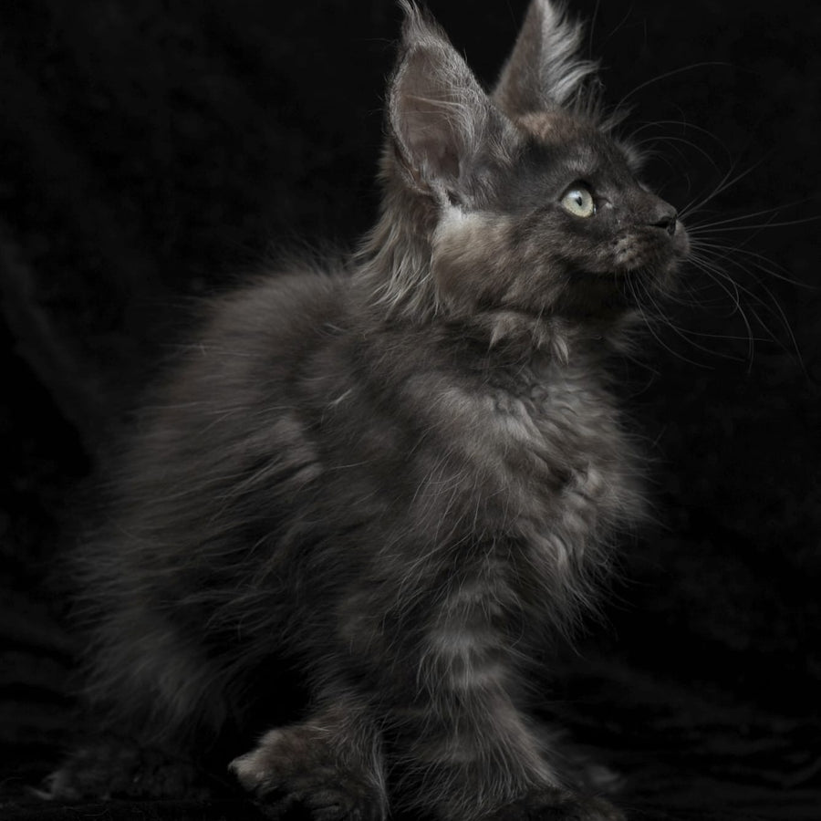 Nataha Maine Coon polydactyl 6x6x6x6 female, black silver