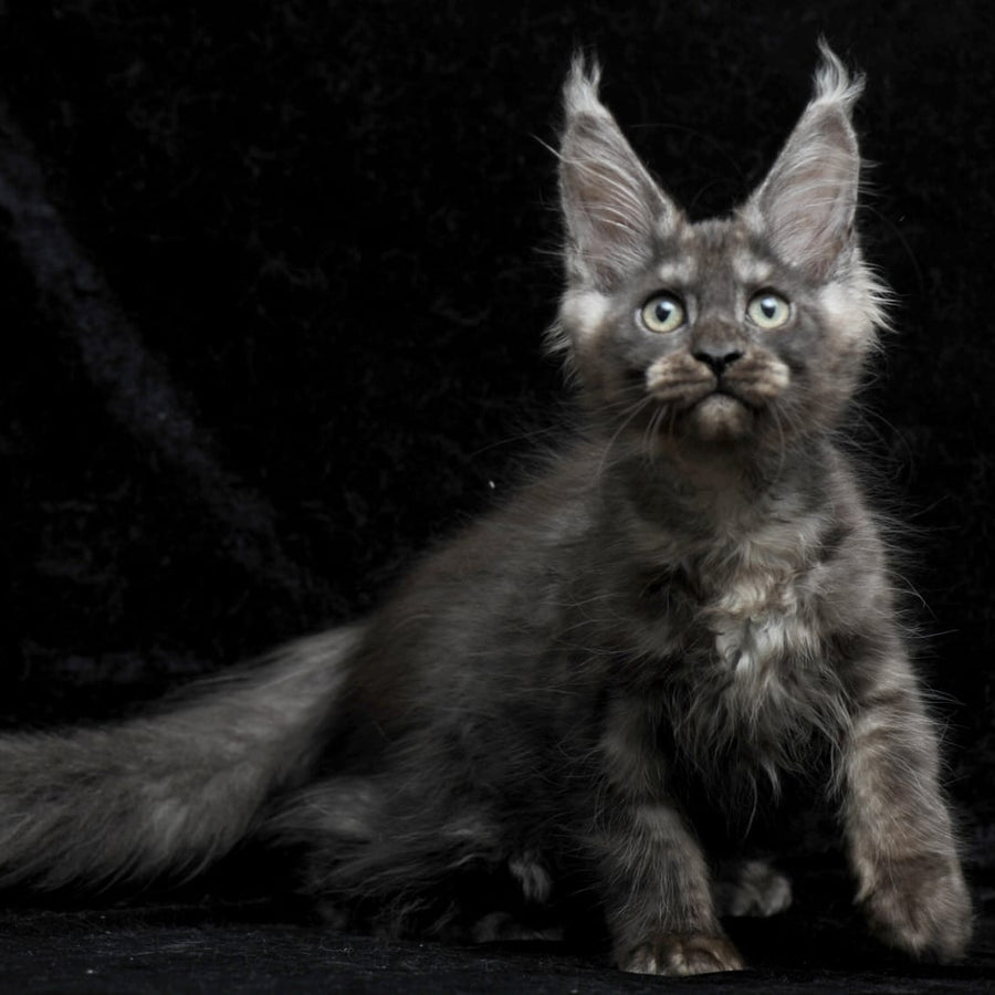 Nevada Maine Coon female, black silver