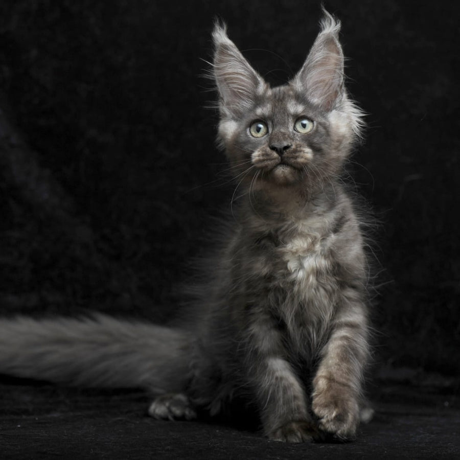 Nevada Maine Coon female, black silver
