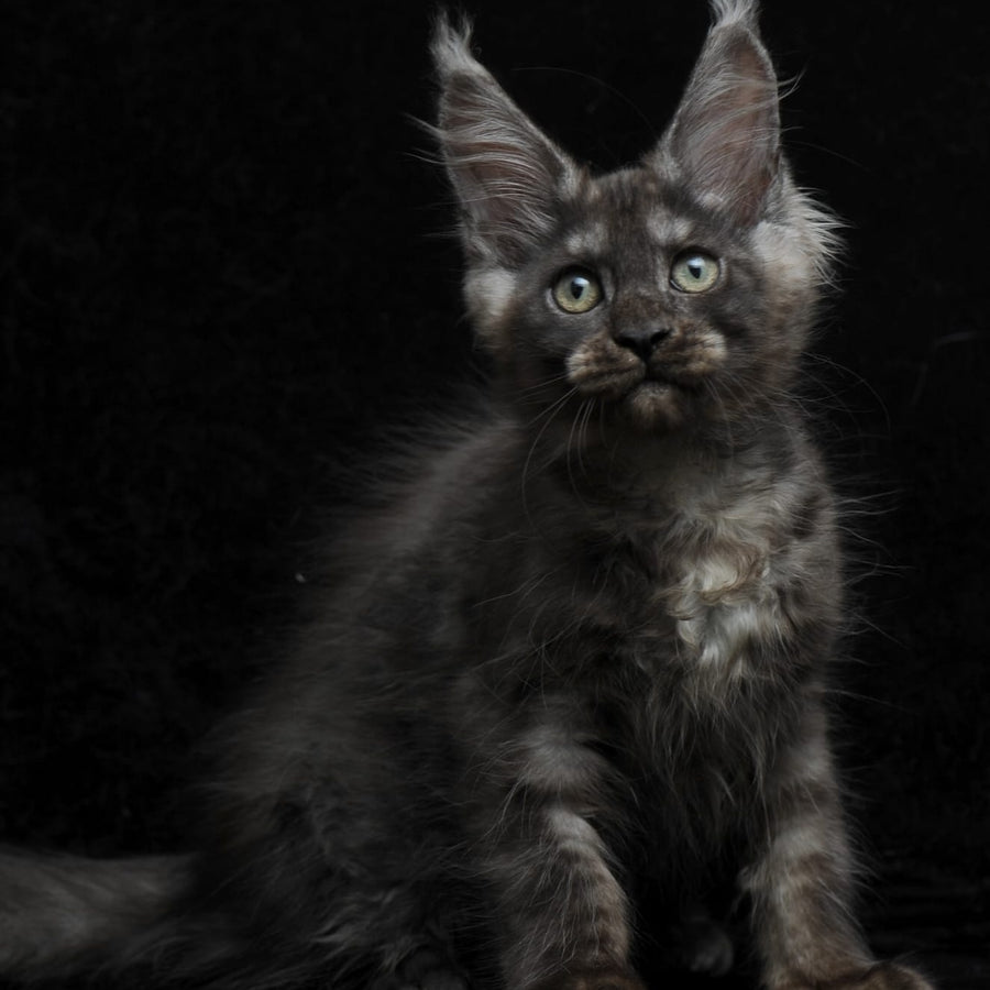 Nevada Maine Coon female, black silver