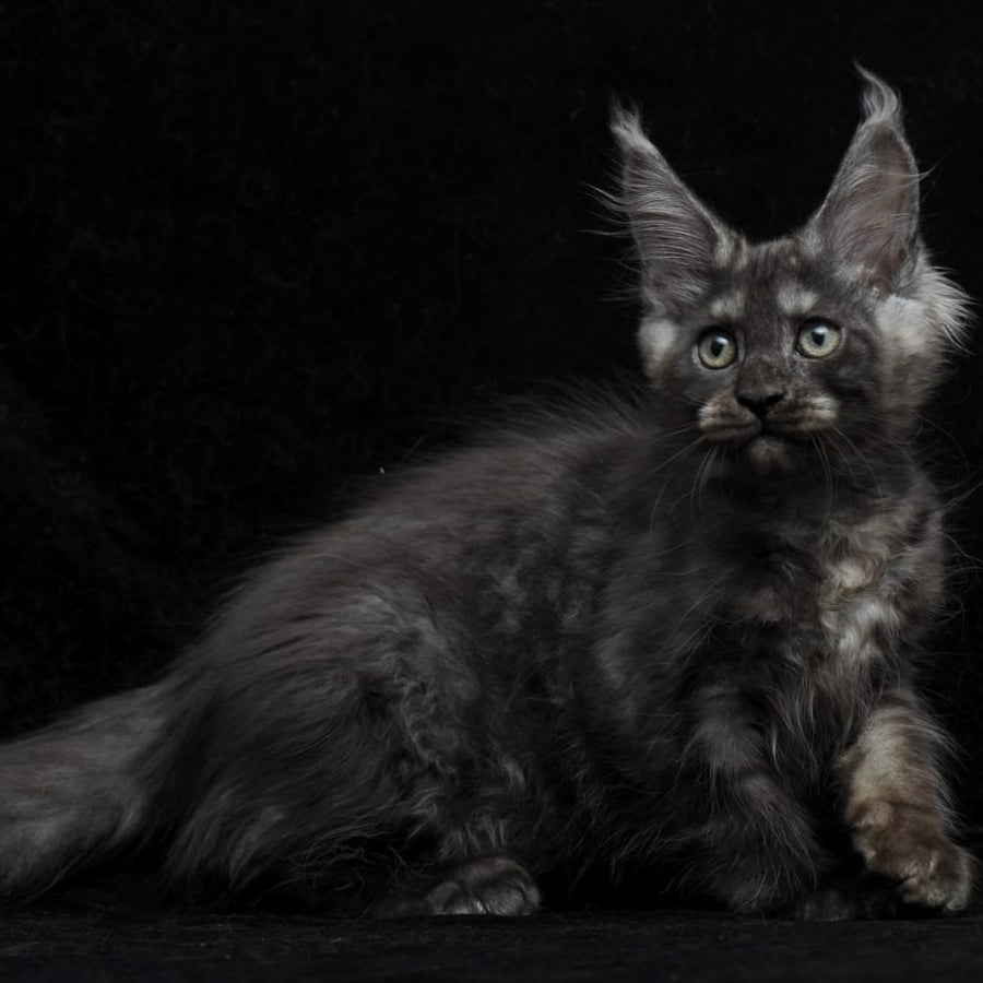 Nevada Maine Coon female, black silver