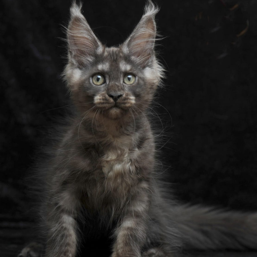 Nevada Maine Coon female, black silver