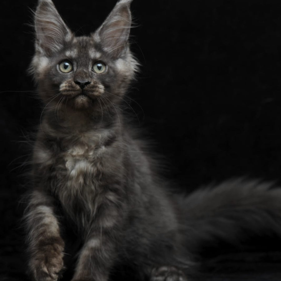 Nevada Maine Coon female, black silver