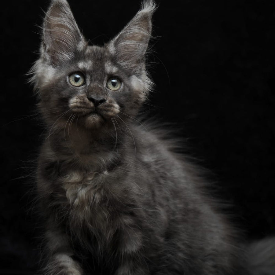 Nevada Maine Coon female, black silver