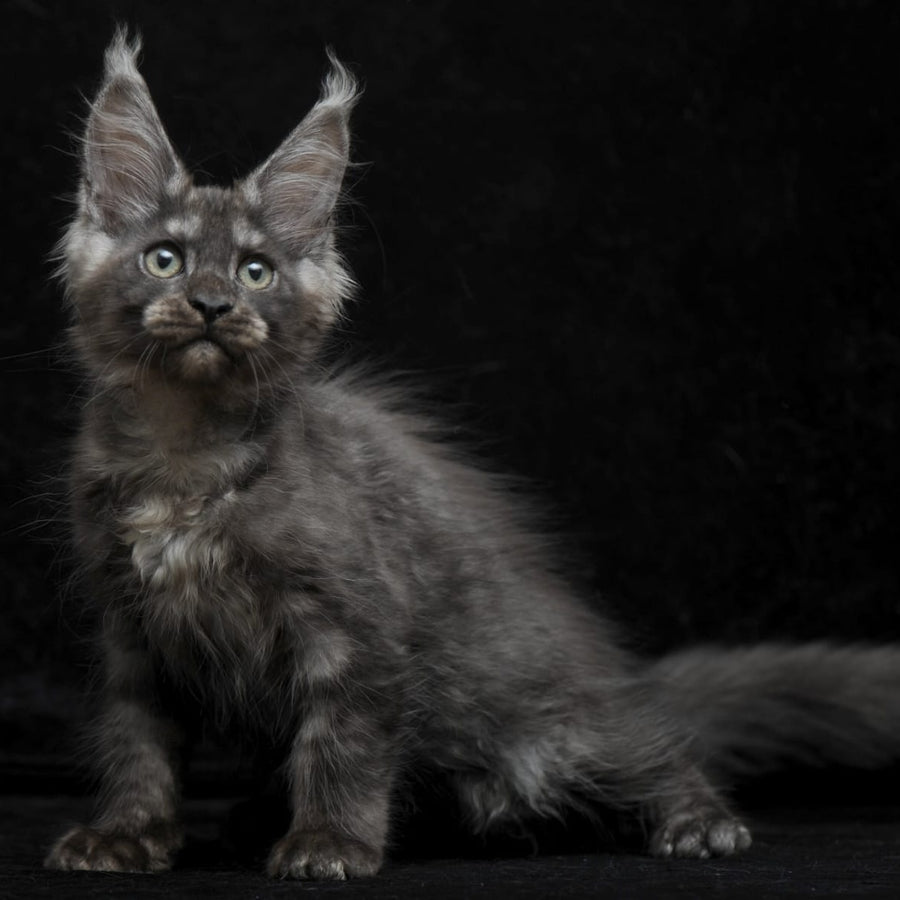 Nevada Maine Coon female, black silver