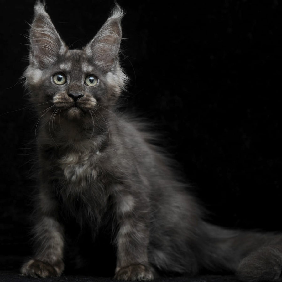 Nevada Maine Coon female, black silver