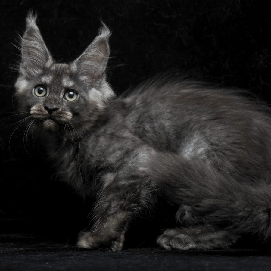 Nevada Maine Coon female, black silver