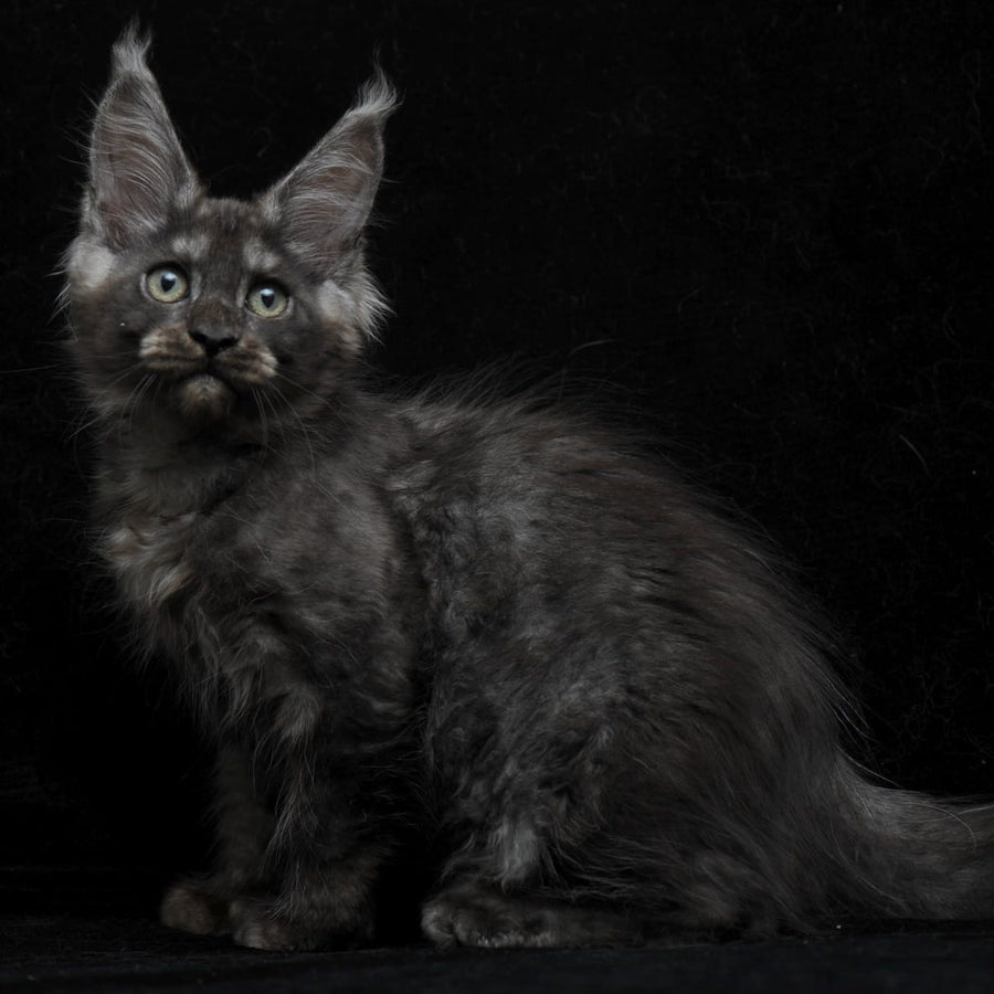 Nevada Maine Coon female, black silver
