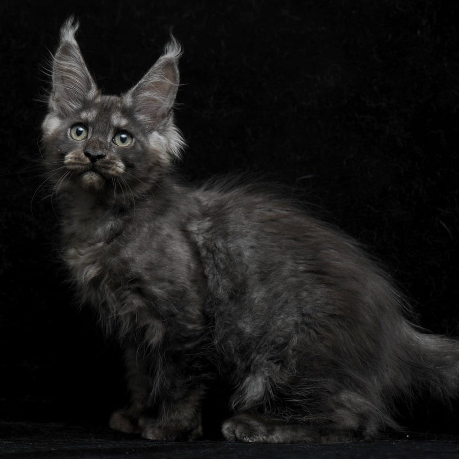 Nevada Maine Coon female, black silver