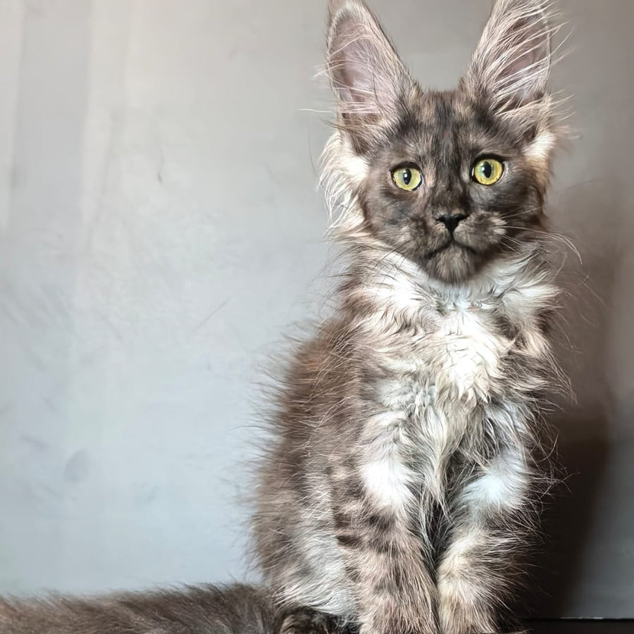 Ivi Maine Coon female, black silver