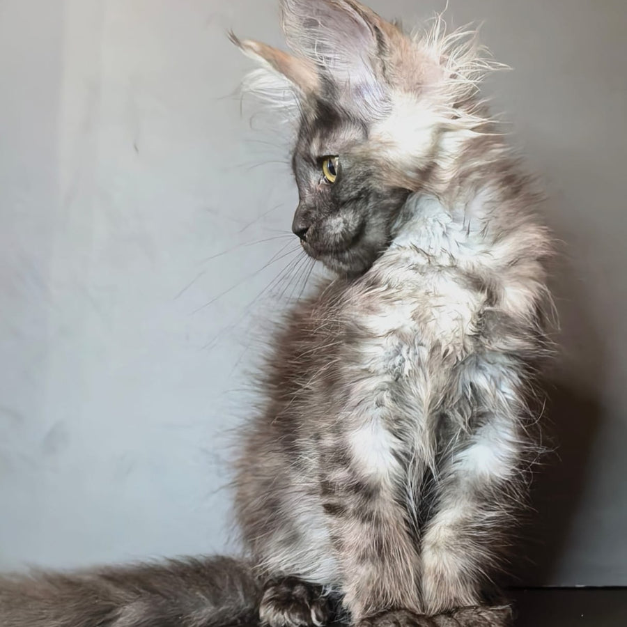 Ivi Maine Coon female, black silver