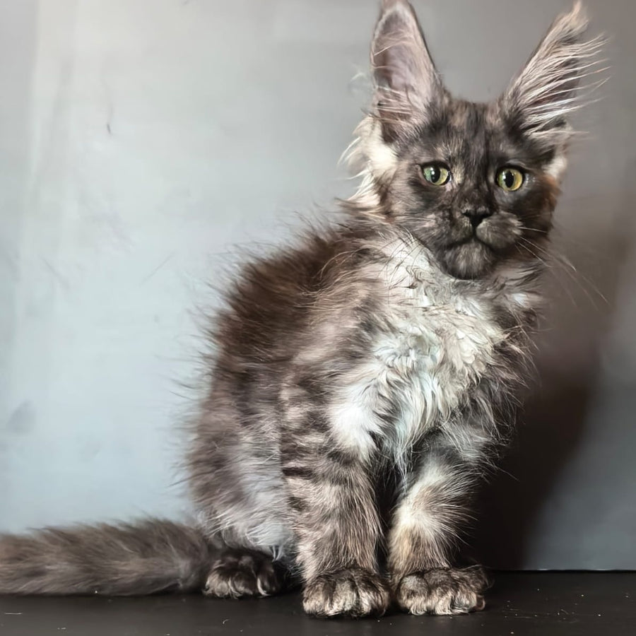 Ivi Maine Coon female, black silver