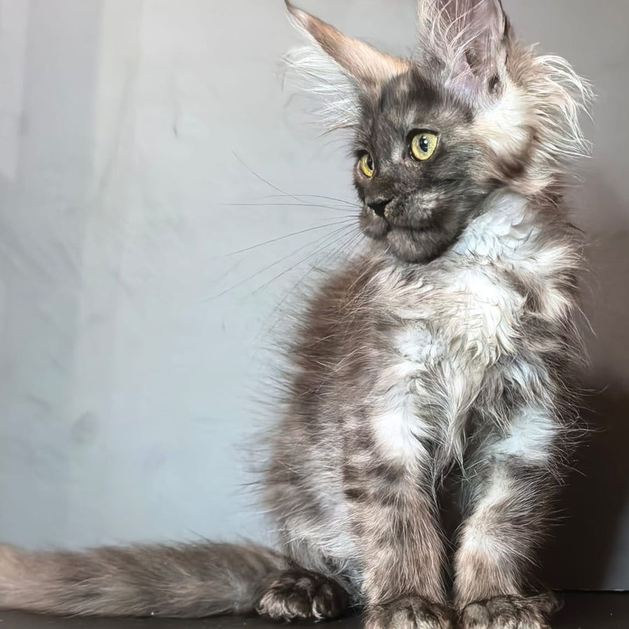 Ivi Maine Coon female, black silver