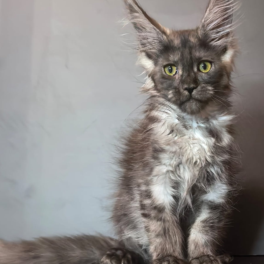 Ivi Maine Coon female, black silver
