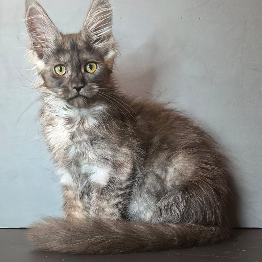 Ivi Maine Coon female, black silver