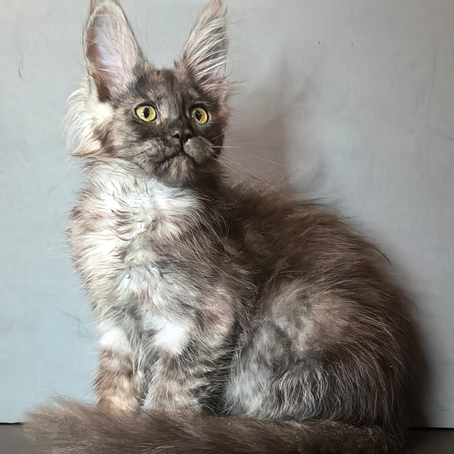 Ivi Maine Coon female, black silver