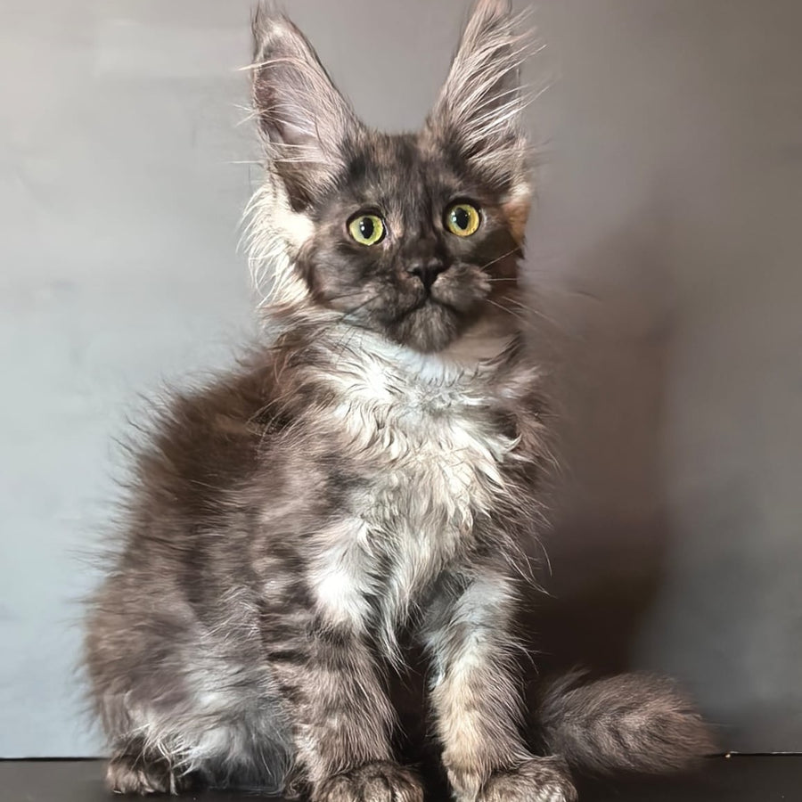 Ivi Maine Coon female, black silver