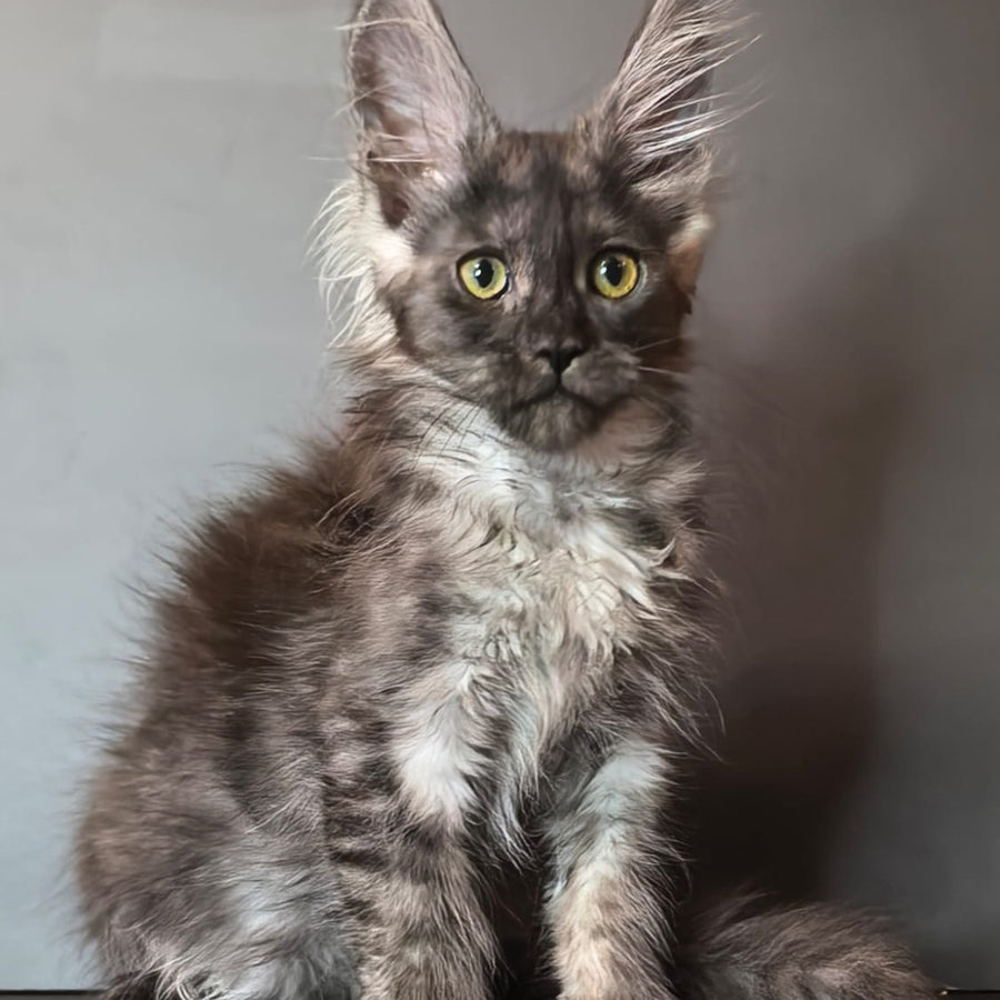 Ivi Maine Coon female, black silver