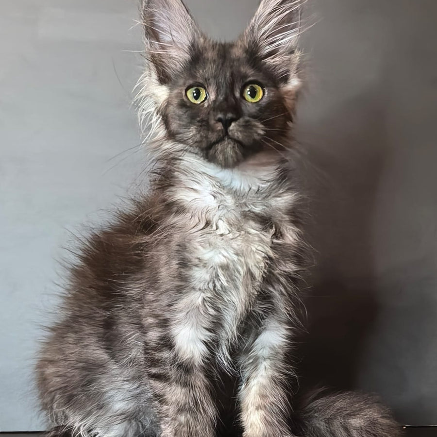 Ivi Maine Coon female, black silver