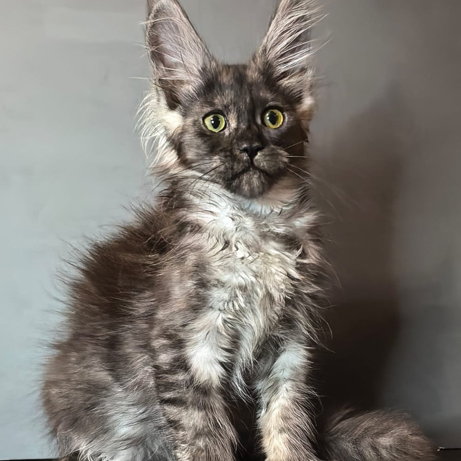 Ivi Maine Coon female, black silver