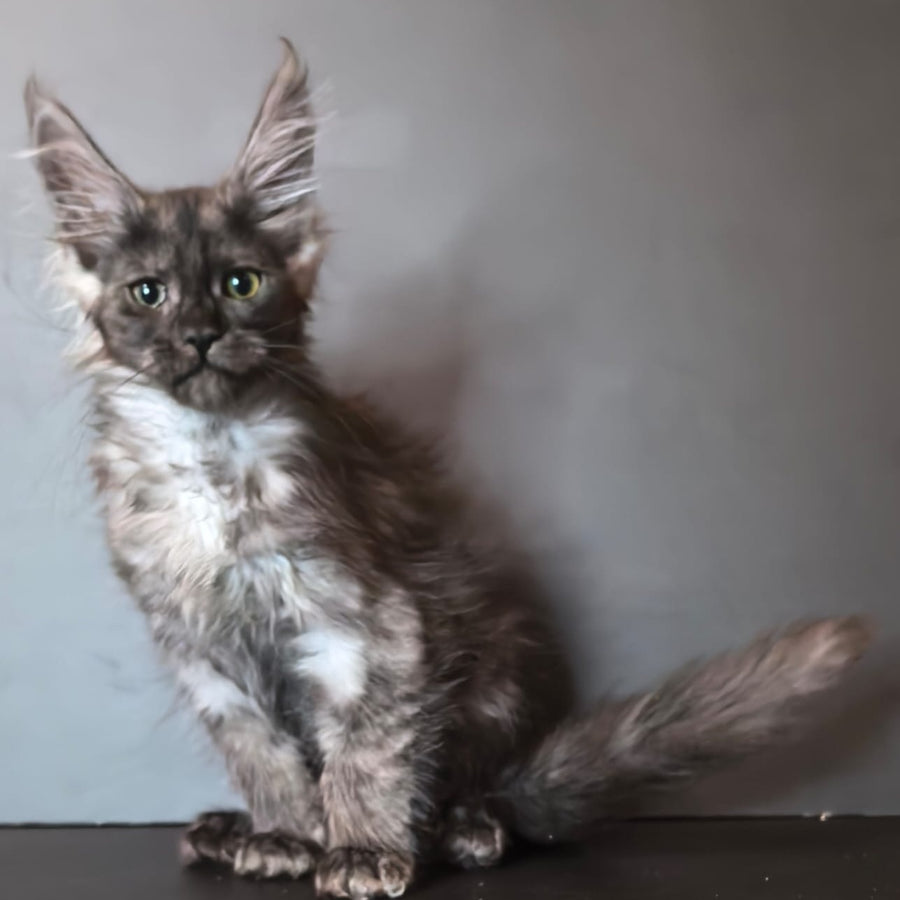 Ivi Maine Coon female, black silver