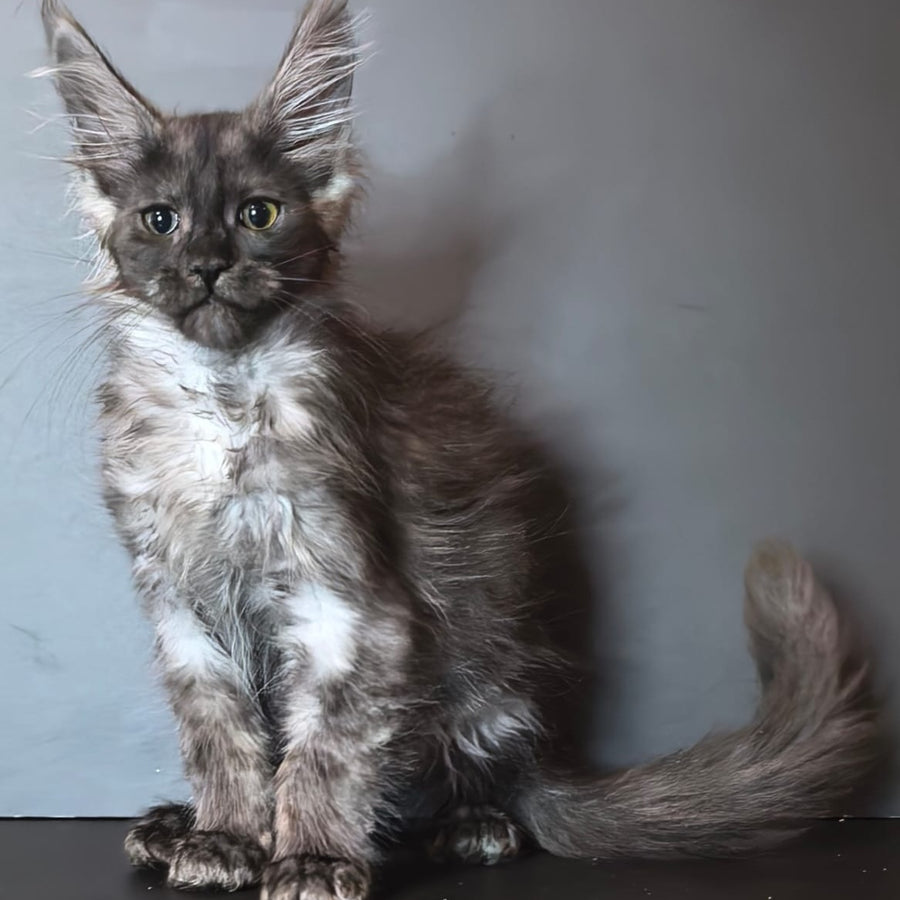 Ivi Maine Coon female, black silver