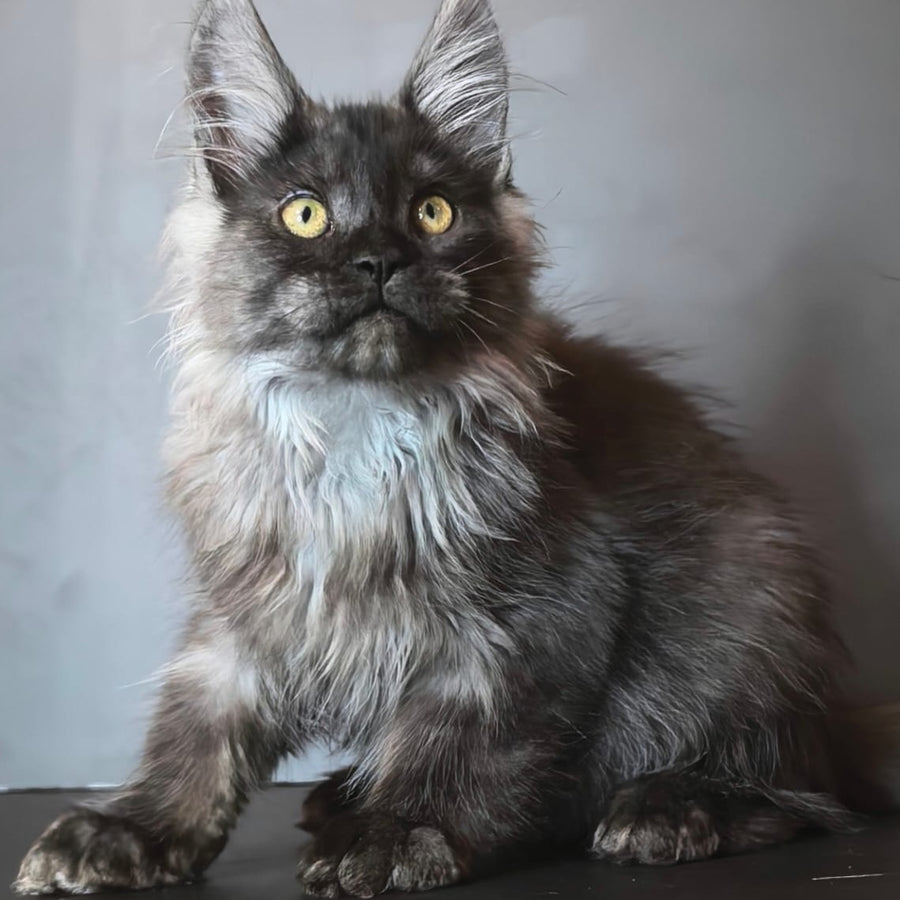 Ivo Maine Coon male, black silver
