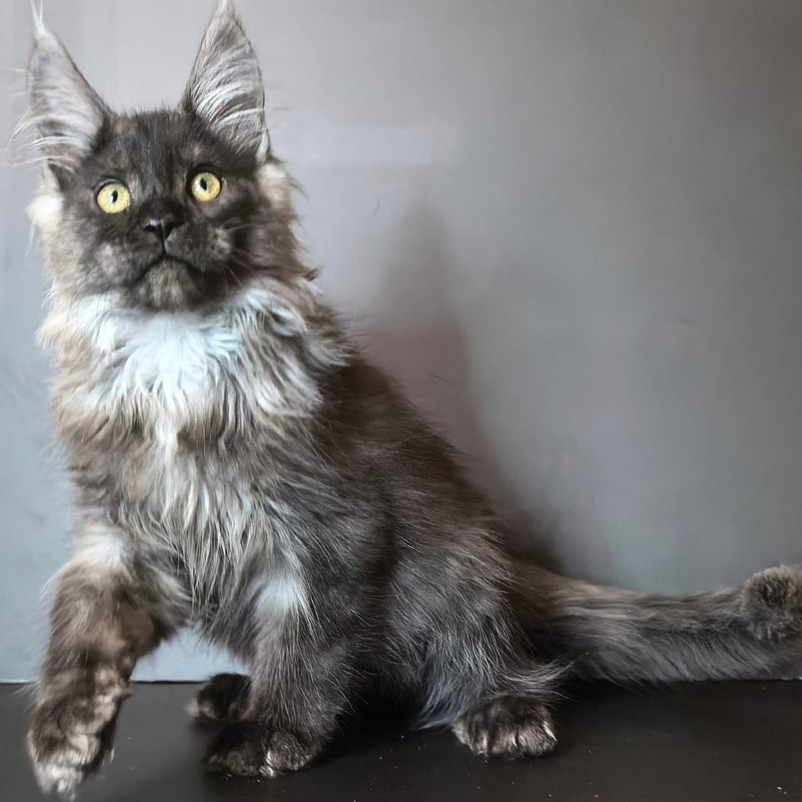 Ivo Maine Coon male, black silver