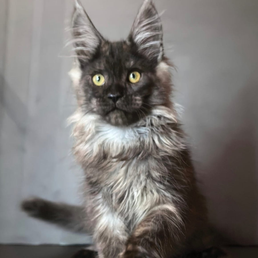Ivo Maine Coon male, black silver