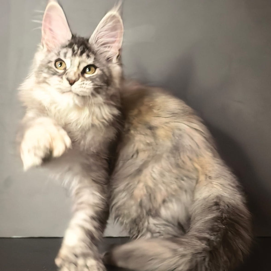 Ivetti Maine Coon polydactyl 6x6x6x6 female, black tortie silver tabby
