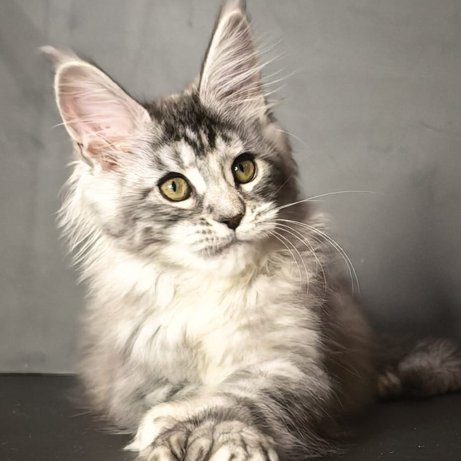 Ivetti Maine Coon polydactyl 6x6x6x6 female, black tortie silver tabby