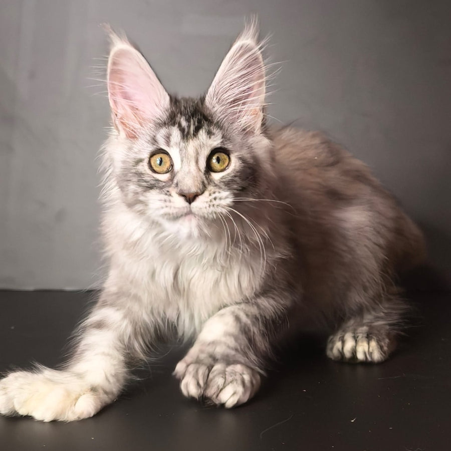 Ivetti Maine Coon polydactyl 6x6x6x6 female, black tortie silver tabby