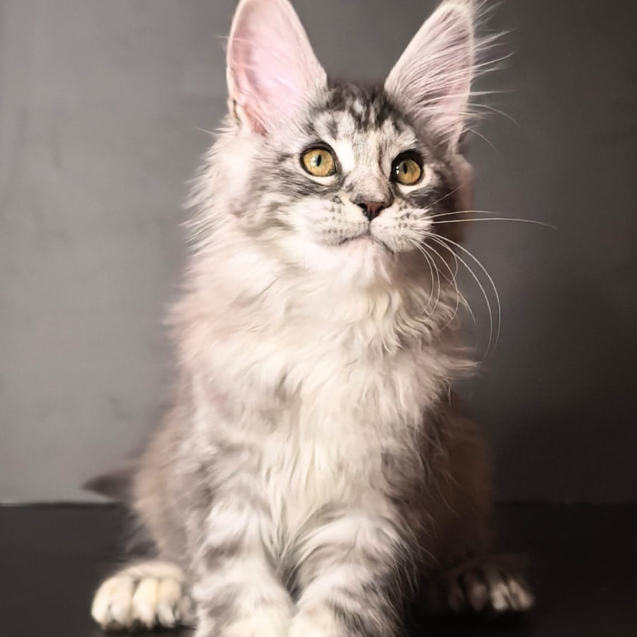 Ivetti Maine Coon polydactyl 6x6x6x6 female, black tortie silver tabby