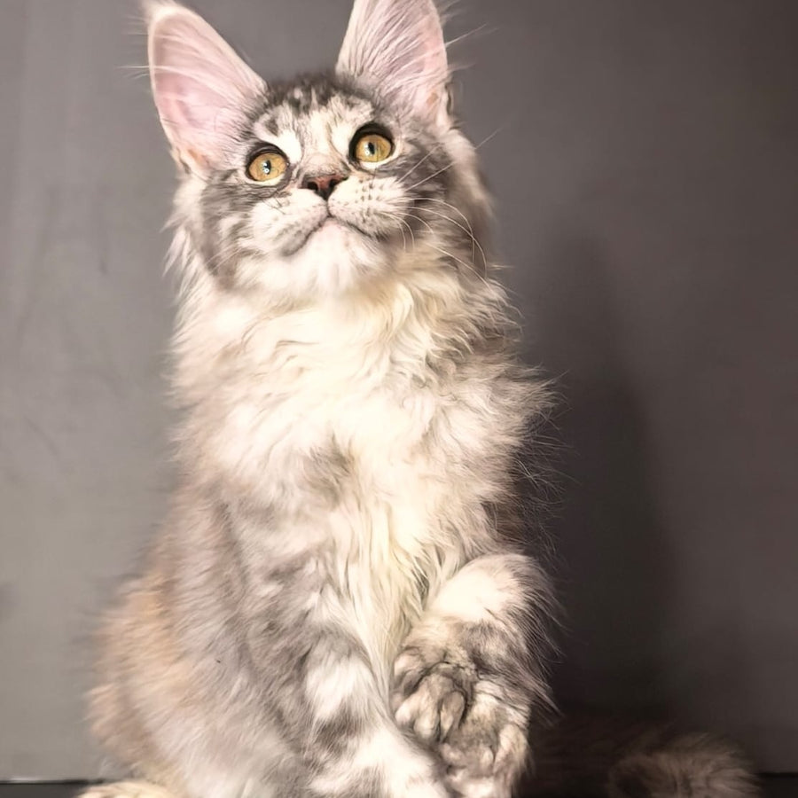Ivetti Maine Coon polydactyl 6x6x6x6 female, black tortie silver tabby