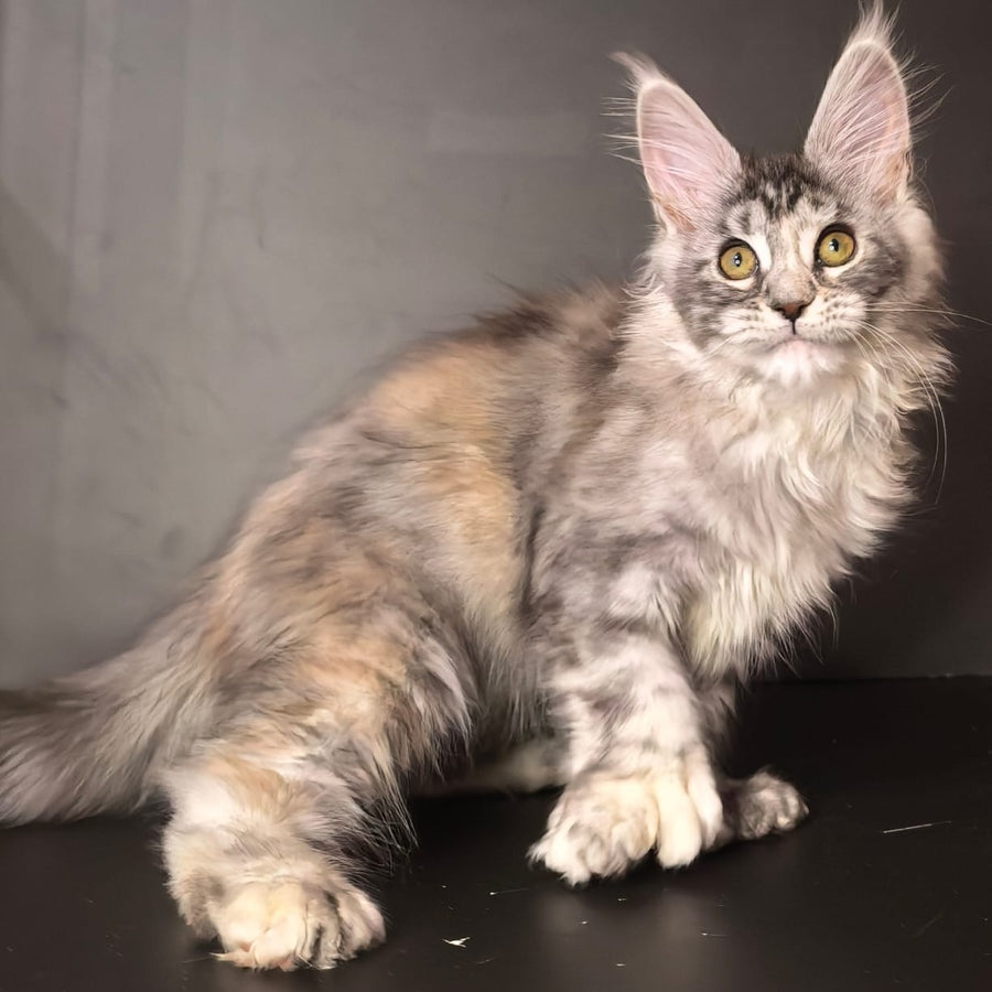 Ivetti Maine Coon polydactyl 6x6x6x6 female, black tortie silver tabby