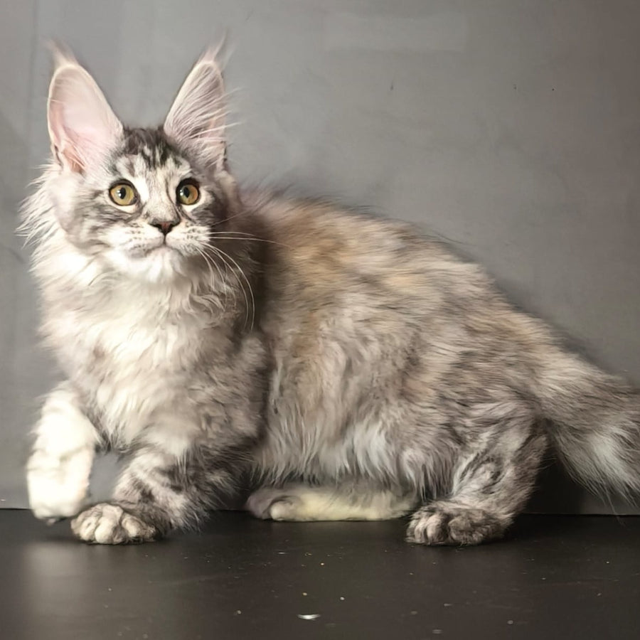 Ivetti Maine Coon polydactyl 6x6x6x6 female, black tortie silver tabby