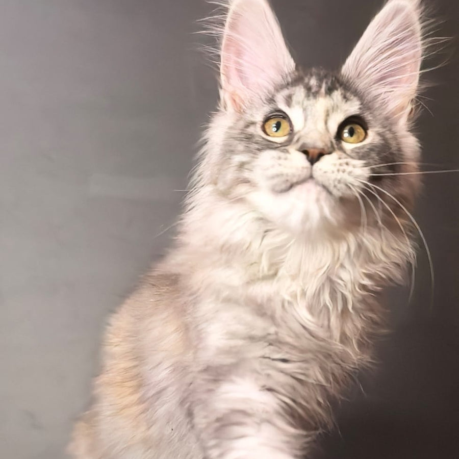 Ivetti Maine Coon polydactyl 6x6x6x6 female, black tortie silver tabby