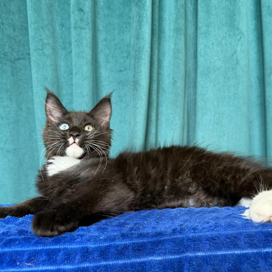 Yasson Maine Coon male, black with white