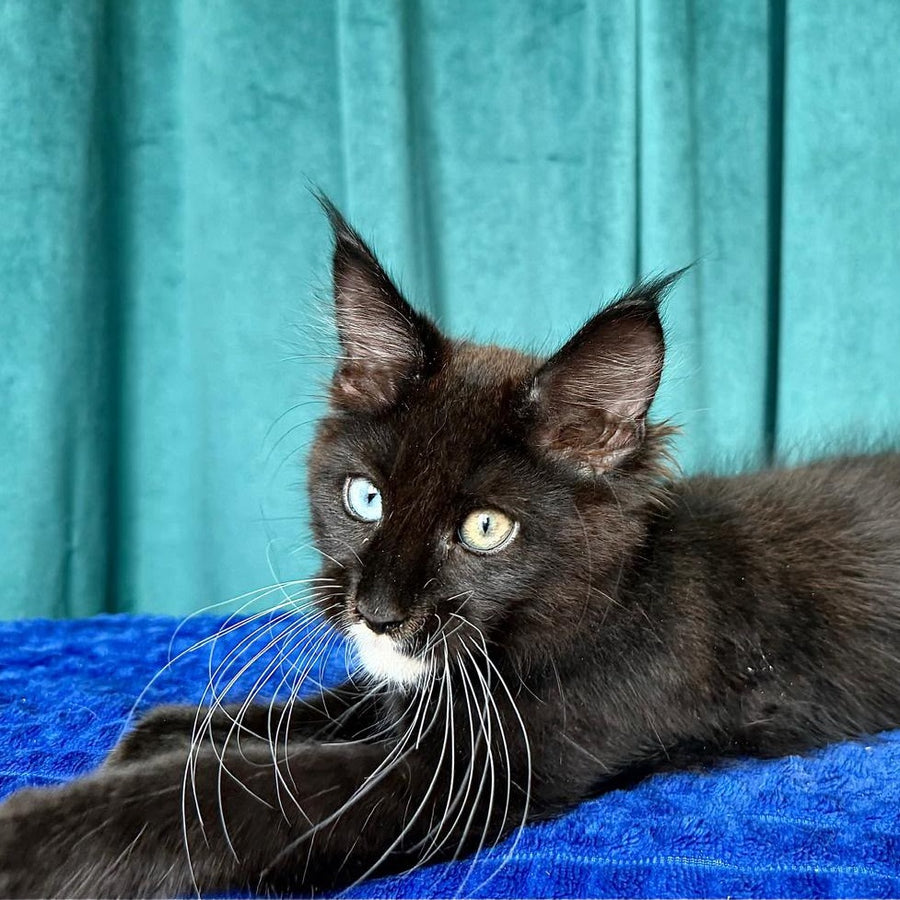 Yasson Maine Coon male, black with white