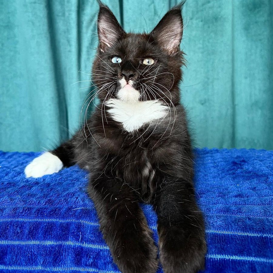 Yasson Maine Coon male, black with white