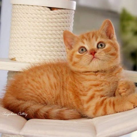 Pablo British Shorthair male, red