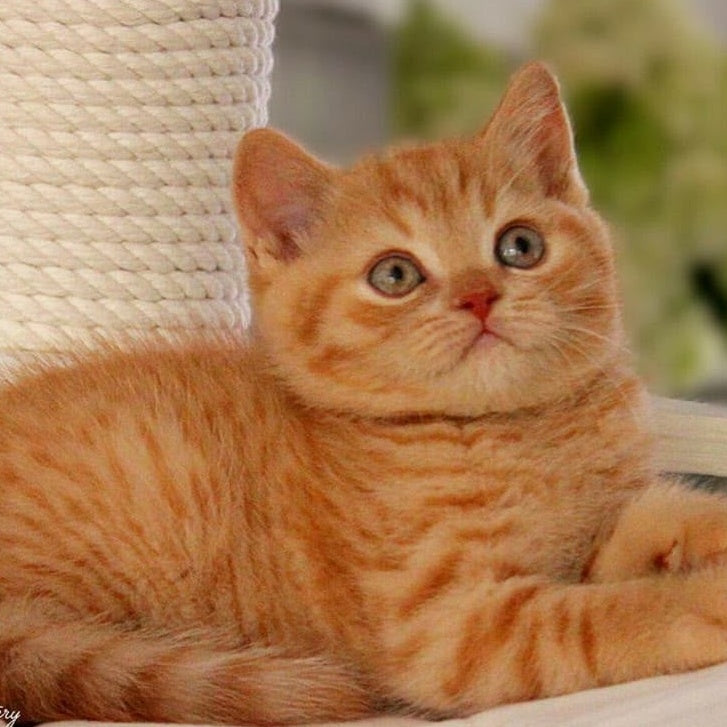 Pablo British Shorthair male, red