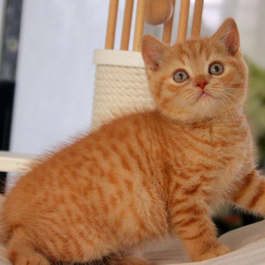 Pablo British Shorthair male, red