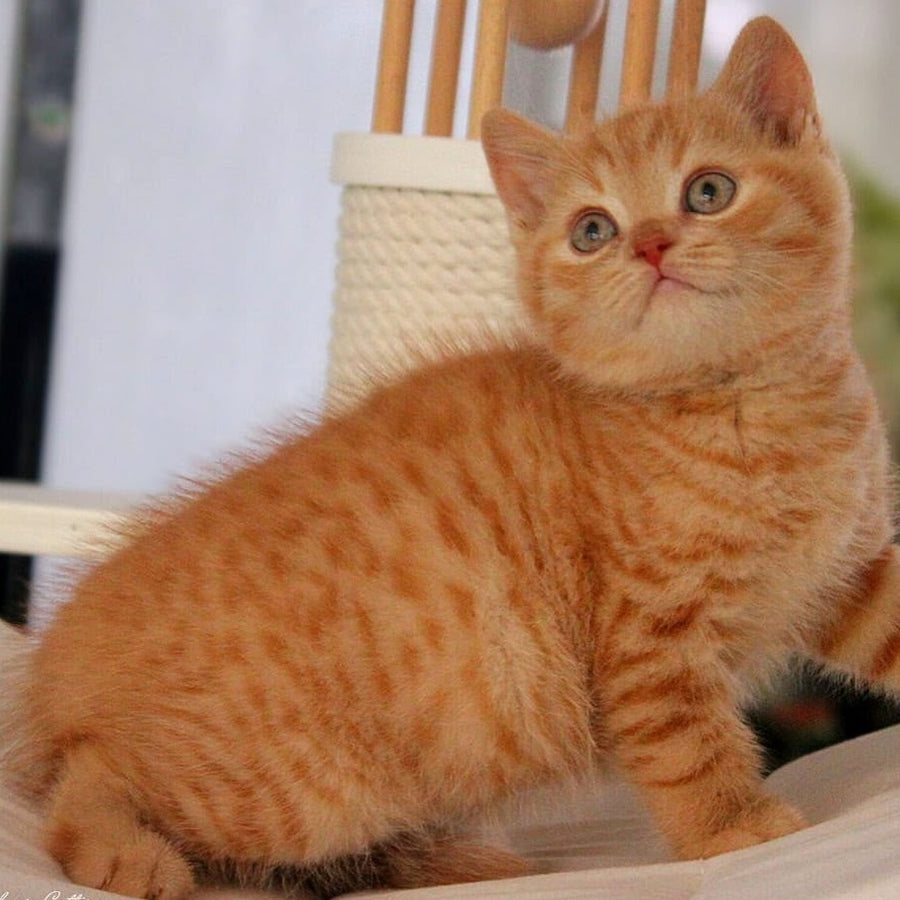 Pablo British Shorthair male, red