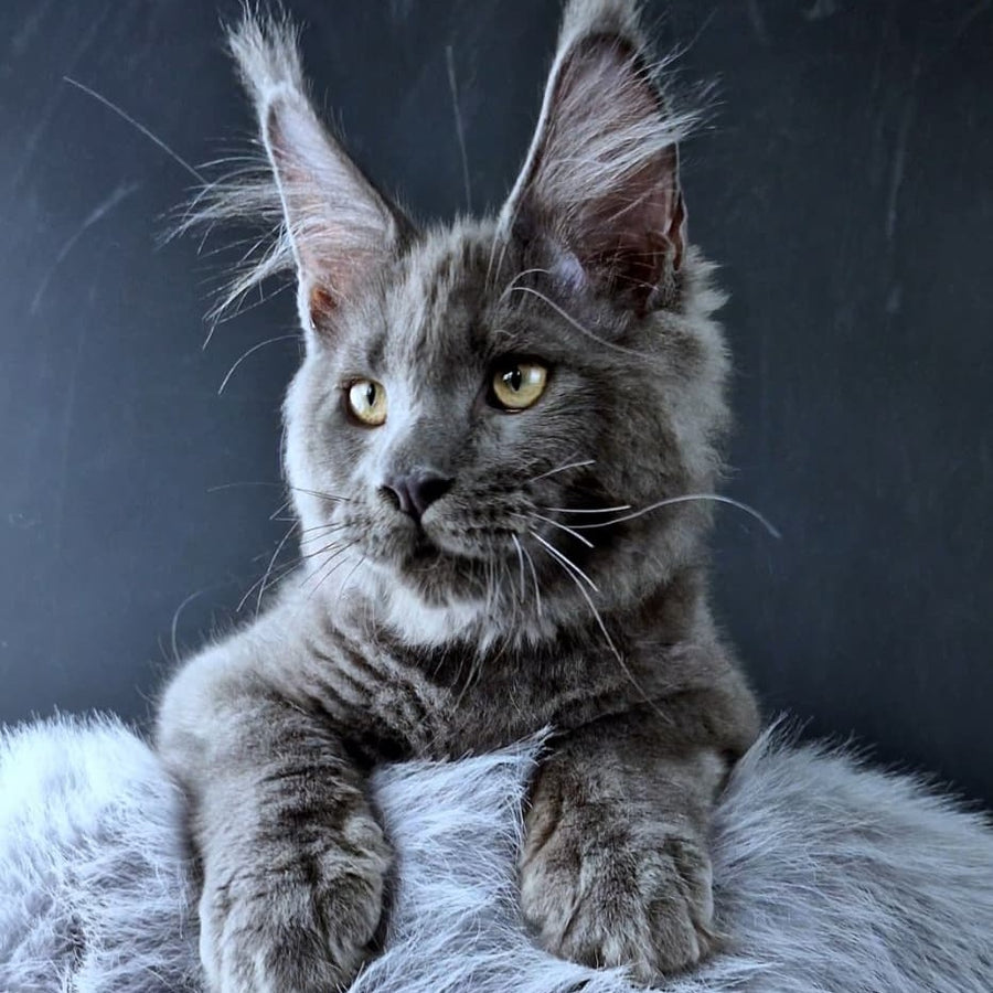 Khaos Lacroix Maine Coon male, blue