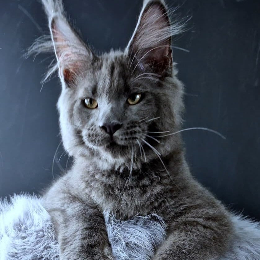Khaos Lacroix Maine Coon male, blue